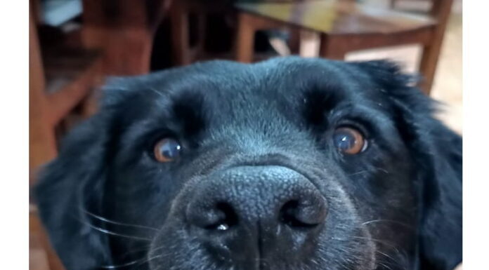 Este domingo, llega la gran «Feria Americana» de la Protectora de Mascotas «Como Perros y Gatos»