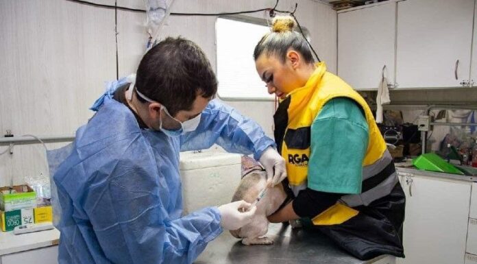 Se vienen 2 jornadas de Vacunación Antirrábica, chipeo y castración