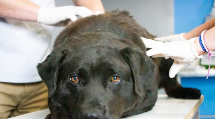 El Municipio asiste a los animales rescatados en las termas de Tolhuin