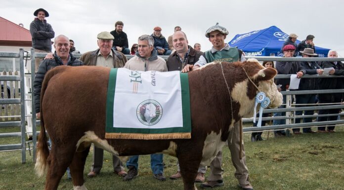 Tierra del Fuego pierde su estatus sanitario y enciende alarmas en el sector ganadero