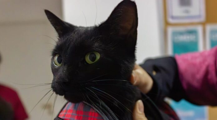 Campaña de vacunación y desparasitación: más de 80 mascotas atendidas en Río Grande