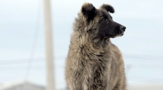 Lanzan la campaña “Cuidá tu perro, cuidemos el ambiente” para frenar el impacto de los perros sueltos y asilvestrados