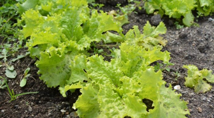 Tierra del Fuego impulsa la producción frutihortícola con un nuevo protocolo de calidad certificada