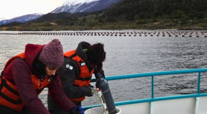 Investigación del CONICET en el Canal Beagle: Hacia el primer cultivo industrial de mejillones en Argentina