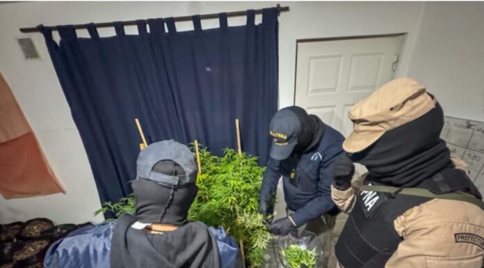 «Prefectura desbarata en Río Grande una red de cultivo y tráfico de marihuana: cinco allanamientos dejan cuatro investigados»