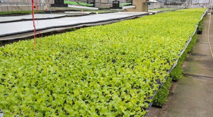 Río Grande lanza una nueva temporada de RGA Agroproductiva con la entrega de 2 millones de plantines