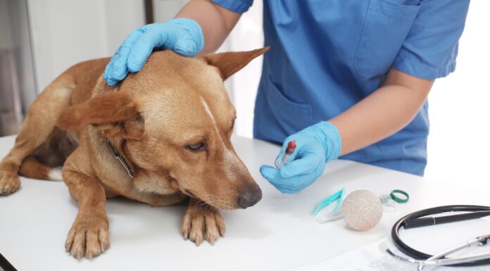 Rechazan recurso del Colegio Médico Veterinario por incumplimiento de las guardias