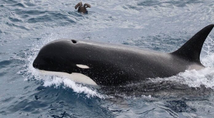 Analizan las causas de un varamiento de orcas en Bahía San Sebastián