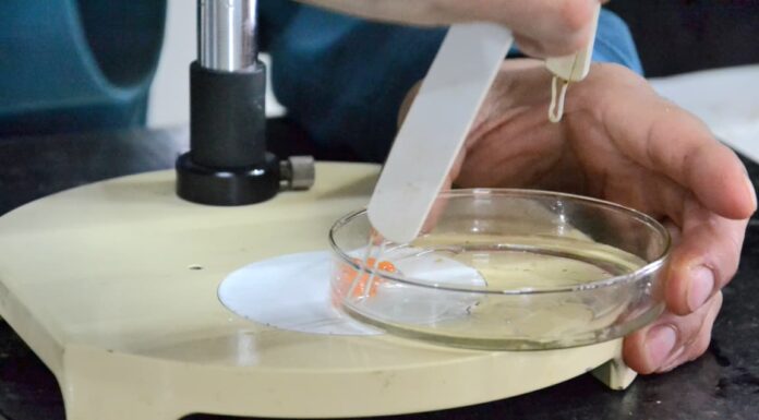 Tierra del Fuego fortalece su apuesta a la acuicultura con inversión en ciencia e infraestructura