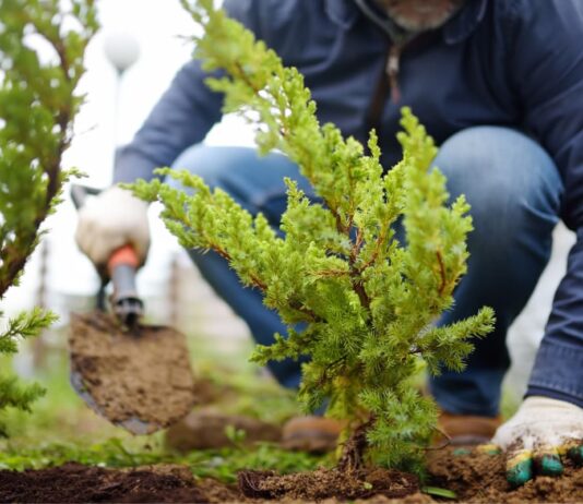 Está vigente la bonificación en impuestos por plantar árboles en las veredas