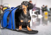 Viajar con mascotas desde Tierra del Fuego: qué trámites exige SENASA para cruzar al continente