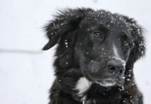 Recomendaciones para proteger a las mascotas durante los días de frío