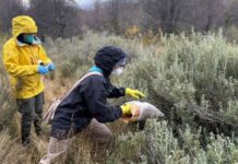 Instalan 150 trampas para reforzar la vigilancia epidemiológica por hantavirus en Ushuaia
