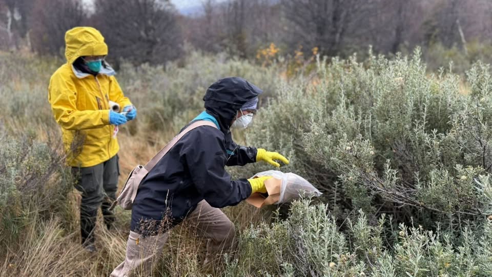Instalan 150 trampas para reforzar la vigilancia epidemiológica por hantavirus en Ushuaia