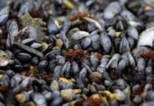 Abren las inscripciones para un taller sobre cultivo de mejillones en Tolhuin