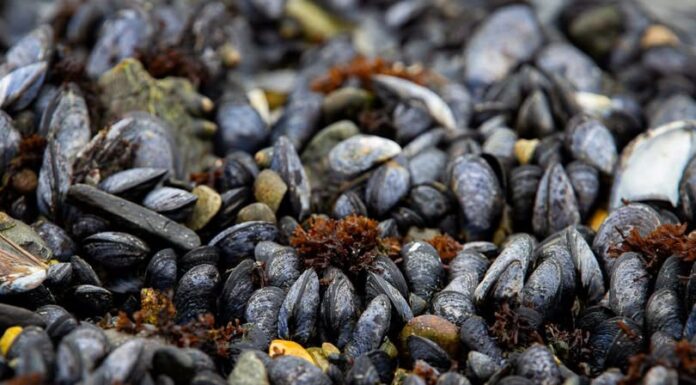 Abren las inscripciones para un taller sobre cultivo de mejillones en Tolhuin