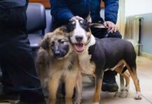 Continúa disponible la inscripción para el cuidado responsable de mascotas
