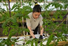 Frutillas fueguinas: una nueva alternativa para ampliar la producción local