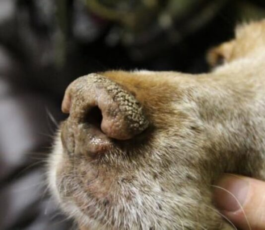 Recomiendan extremar los cuidados ante el aumento de casos de moquillo en perros