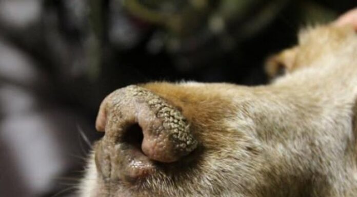 Recomiendan extremar los cuidados ante el aumento de casos de moquillo en perros