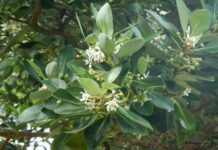 Presentaron el primer capítulo de la guía de flora de las áreas naturales protegidas